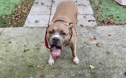 Capone Choked on a Rice Crispy Treat that Kahlia and I ma...