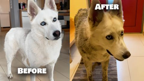 Have you ever seen a dirty Dog? I'm pretty sure you haven...