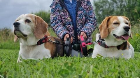 Home is Where My Dogs Are