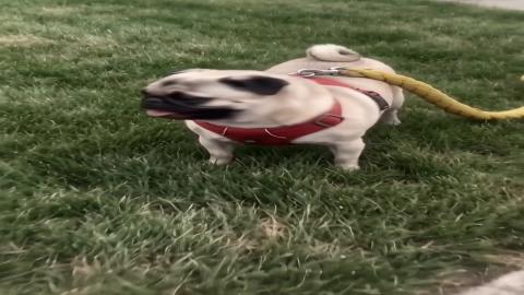 The Superhero Dog 