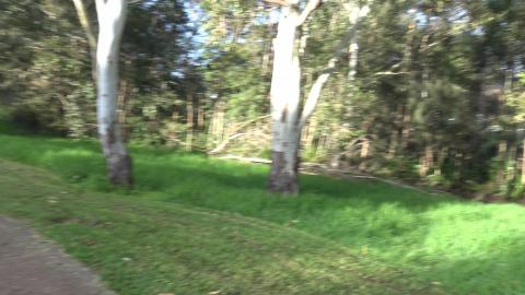 Husky crossed the road too the park but quickly got bored...