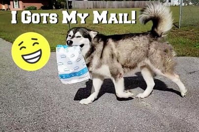 My Dog Carries Package Home | Try Not To Laugh 