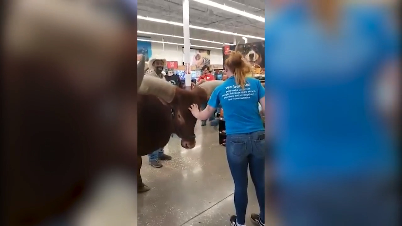 Long horned steer brought into Texas Petco for a test video