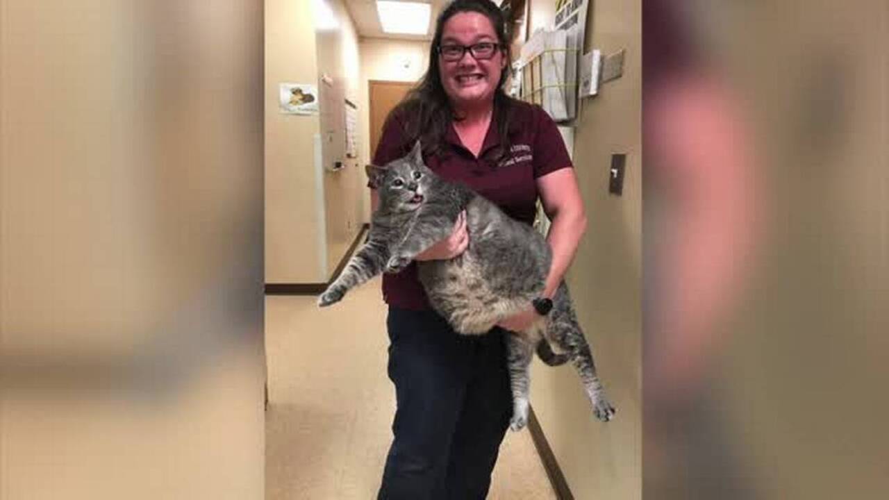 Want a 31pound cat? Myrtle Beach Sun News