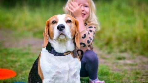 I can't imagine my family life without my beagles