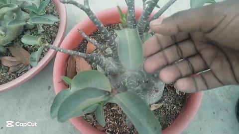 How to Grow Adenium Plants from Leaves _Adenium Leaf prop...