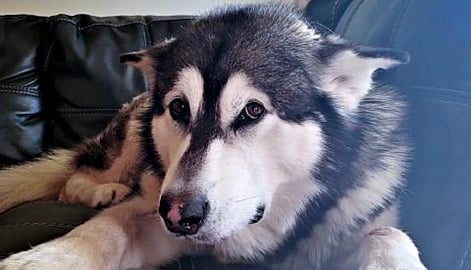 Giant Malamute Hates The Vacuum! Howls With Husky & Deman...