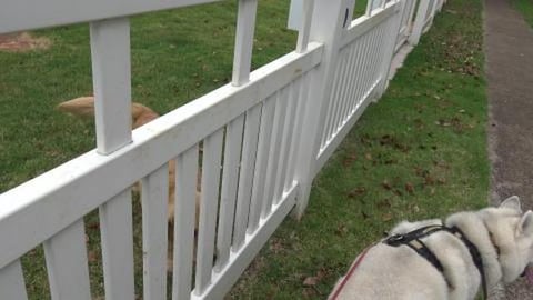 Goldie friends want pats & cuddles & husky girl pokes her...