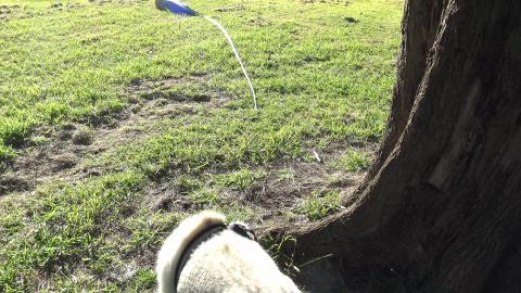 Morning dogs, vacant block and abandoned house
