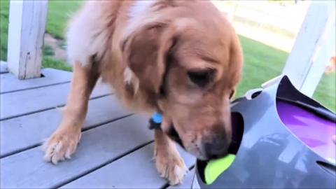 Funny Golden Retriever Dog Reacts To Ball Launcher!