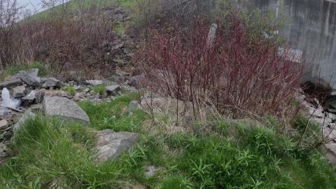 Nature Is Life 166