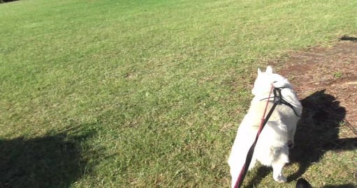 Walking around University of Southern Qld