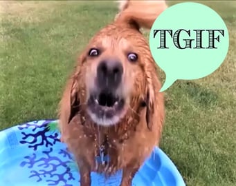 GOLDEN RETRIEVER'S DOGS ARE HAPPY IT'S FRIDAY!