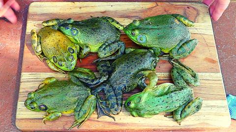 Making Chicken Fried Frog Legs - Catch n' Cook Bullfrogs