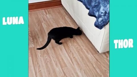 Luna looking for something