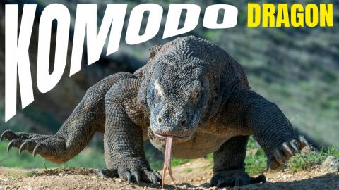 The World's Largest Venomous Lizard!