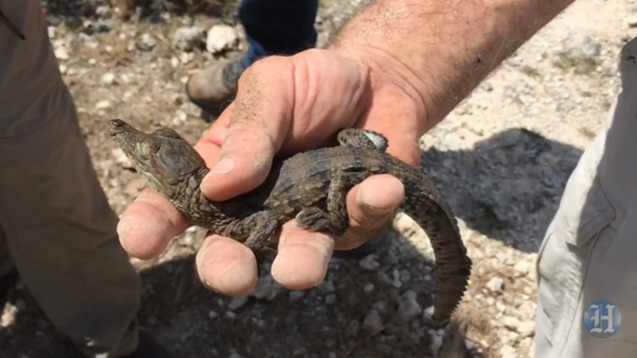 Tegu Lizard trap in the Florida Everglades baited with chicken eggs