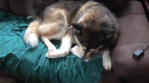 Husky & Malamute try Cod fish for first time