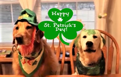 Funny Dogs Look For Leprechaun!