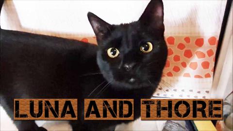 Talking To My Kitten Luna, She Can Understand