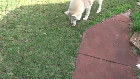 Husky attack some tasty snacks