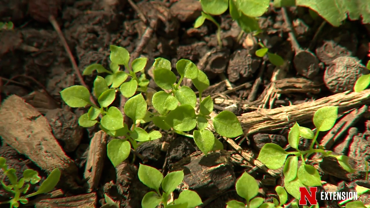 Autumn is best time to treat lawn for spring weeds Kansas City Star