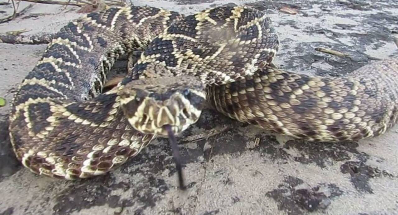 Do Corn Snakes Play Dead? (Sullivans Island, SC) : r/whatsthissnake