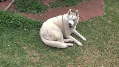 Husky & malamute enjoying the day in the yard hunting
