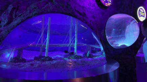 Amazing World of Aquaria KLCC | Kuala Lumpur | Malaysia
