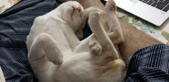 Timmy cat sleeping movements !!!