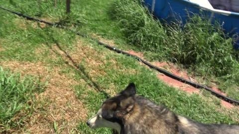 Possums stealing fruit, pump failure and no husky guard d...