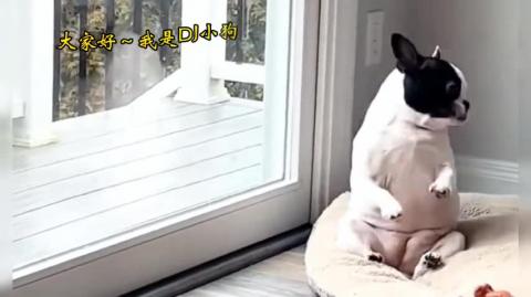 Puppies are really healing,