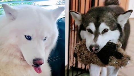Malamute Teases Hoarding Husky | He Steals Her Baby & Run...