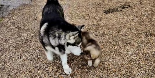 Puppy Boops Giant Malamutes Nose