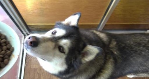 Happy Birthday Liza the Malamute, Wolf eat your hotdog