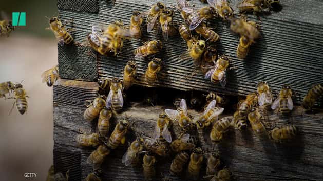 Insects Are Dying En Masse, Risking 'Catastrophic' Collapse Of Earth's ...