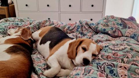 Sleeping with Dogs: Expectations Vs Reality