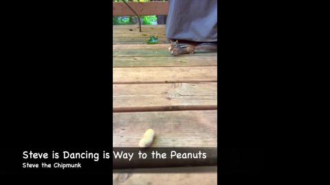 Steve is Dancing is Way to the Peanuts - Chipmunk / Squir...