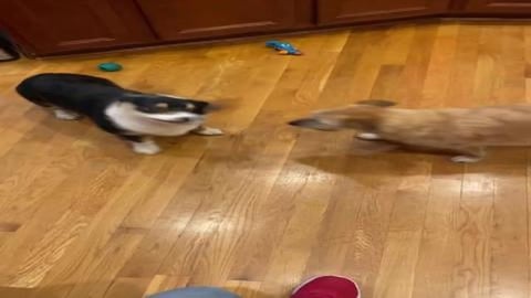 Bentley and Brodie getting along!!