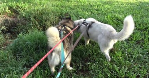 Husky's take me too see my girlfriend
