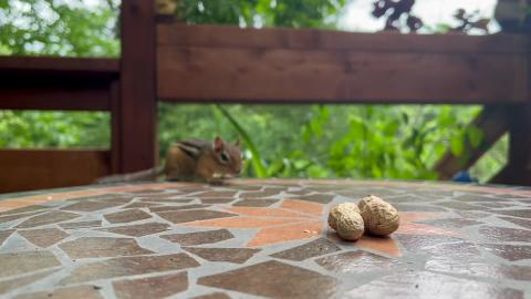Steve the Chipmunk is Playing the Spy / Squirrel (shorts)...