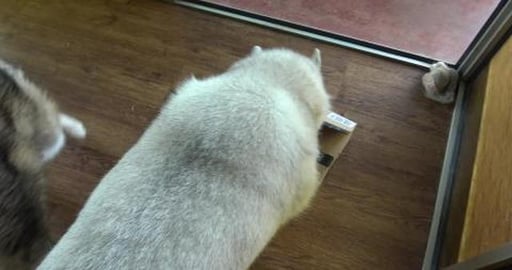 Husky girl claims Aunt Clare's presents for herself