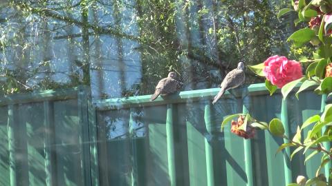 Doves in love & in peace with the world