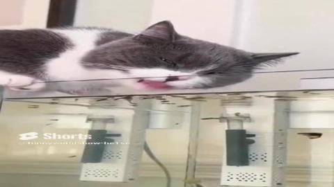 cats having a good time