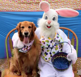 The Golden Retriever Dogs Reaction To The Easter Bunny!