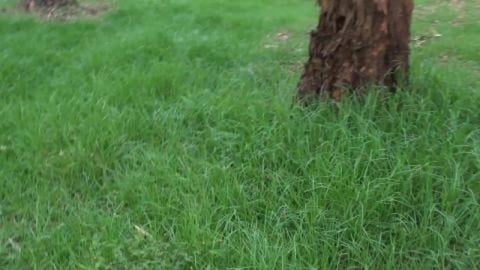 Huskies meet dogs on walk. Puppy Husky (Mack) gets lots o...