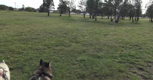 Husky's visit another country town, Pittsworth
