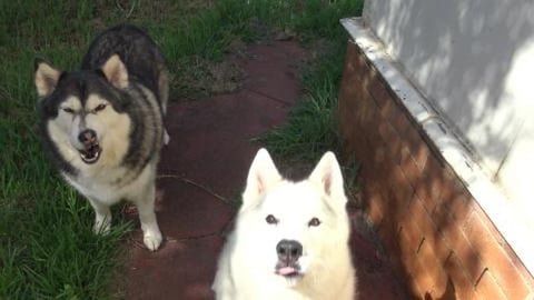 Malamute & Husky know what is for breakfast before seeing...