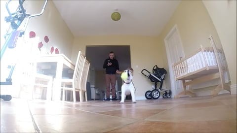 Funny Dog Fetch Fails in Slow Motion