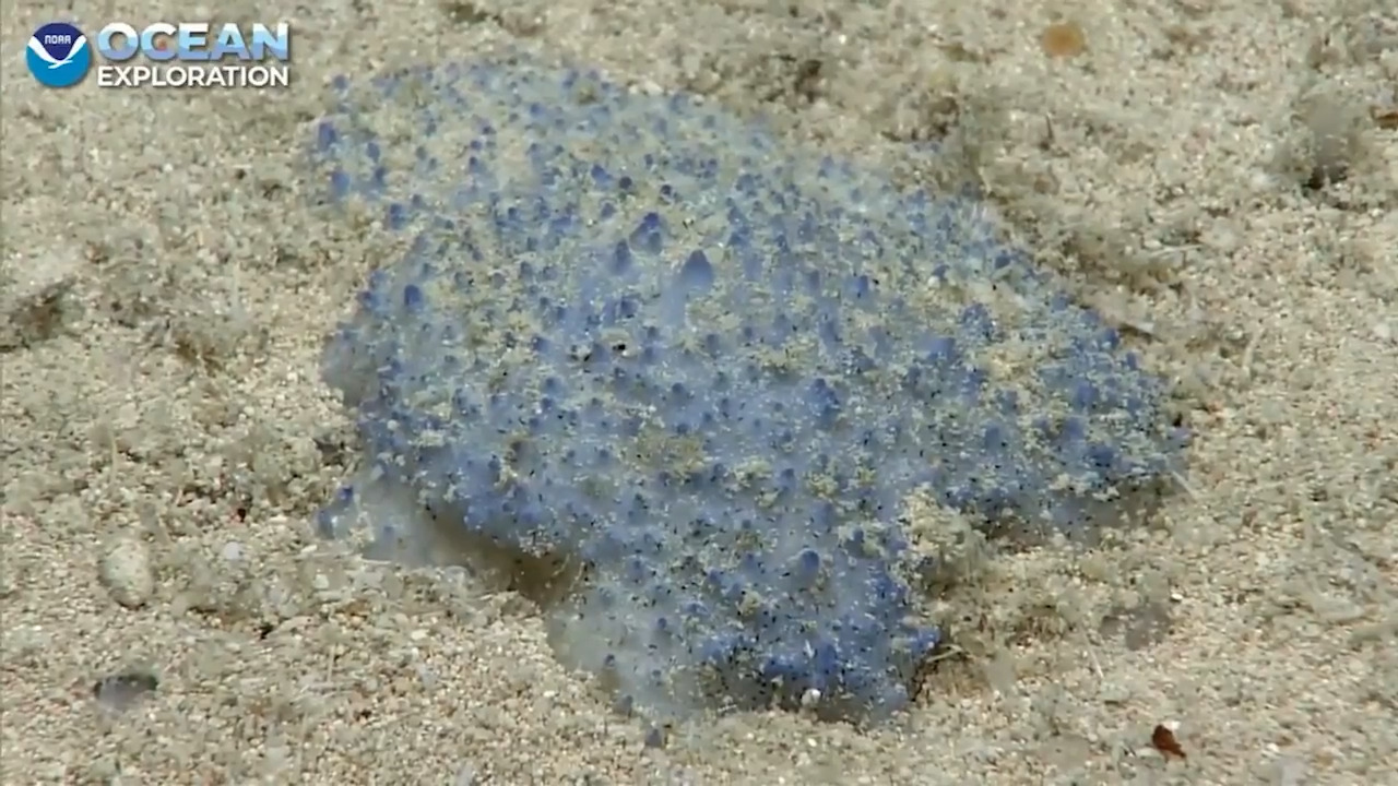 Unknown 'blue goo' creature found by NOAA team in Caribbean